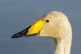 Image. Whooper Swan