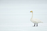 Image. Whooper Swan