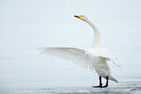 Image. Whooper Swan