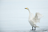 Image. Whooper Swan
