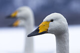 Image. Whooper Swan
