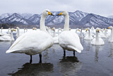 Image. Whooper Swan