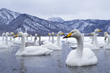 Image. Whooper Swan