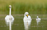 Image. Whooper Swan