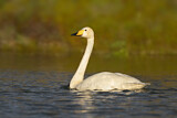 Image. Whooper Swan