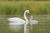 Image. Whooper Swan