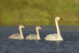 Image. Whooper Swan