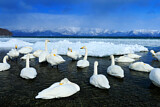 Image. Whooper Swan