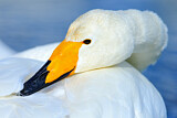 Image. Whooper Swan