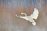 Image. Whooper Swan