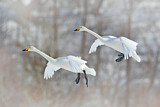 Image. Whooper Swan
