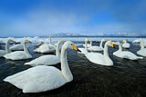 Image. Whooper Swan