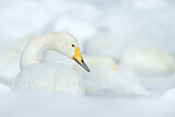 Image. Whooper Swan