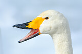 Image. Whooper Swan