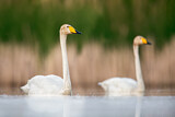 Image. Whooper Swan