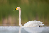 Image. Whooper Swan