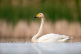 Image. Whooper Swan