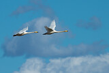 Image. Whooper Swan