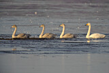 Image. Whooper Swan