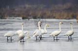 Image. Whooper Swan
