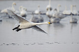 Image. Whooper Swan