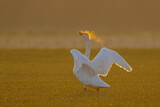 Image. Whooper Swan