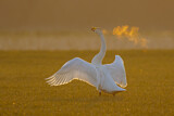 Image. Whooper Swan