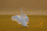 Image. Whooper Swan