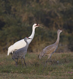 Image. Whooping Crane & Sandhill Crane