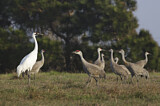 Image. Whooping Crane & Sandhill Crane