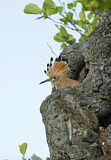 Image. Wiedehopf