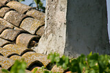 Image. Wiedehopf