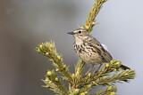 Image. Wiesenpieper