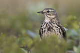 Image. Wiesenpieper