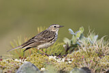 Image. Wiesenpieper