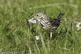 Image. Wiesenpieper