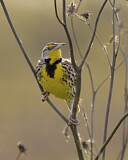 Image. Wiesenstärling