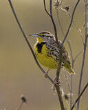 Image. Wiesenstärling