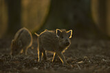 Image. Wild Boar