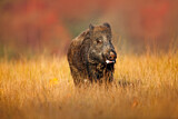 Image. Wild Boar