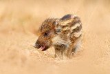 Image. Wild Boar