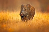 Image. Wild Boar