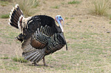 Image. Wild Turkey