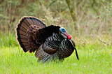 Image. Wild Turkey