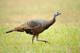 Image. Wild Turkey