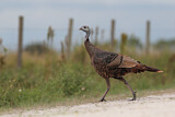 Image. Wild Turkey