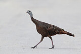 Image. Wild Turkey