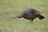 Image. Wild Turkey