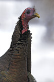 Image. Wild Turkey