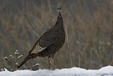 Image. Wild Turkey